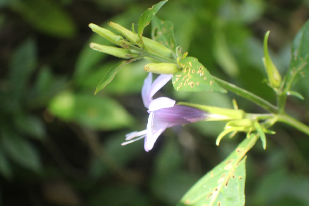 Barleria involucrata Nees